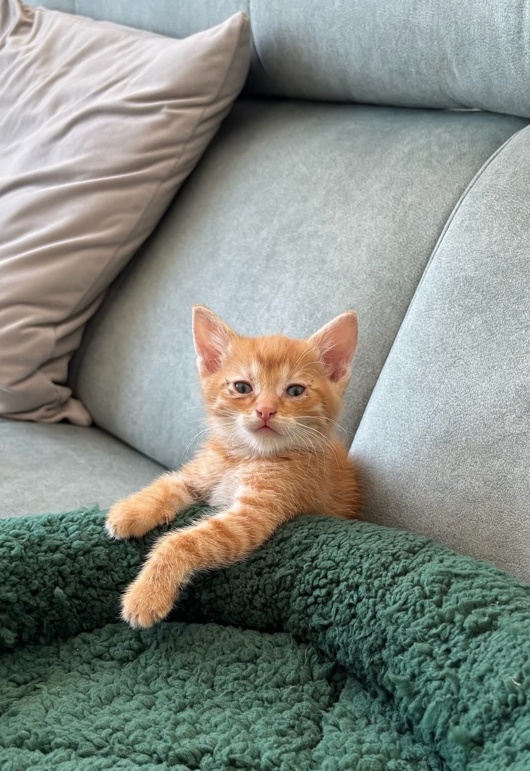 Donjon, the perfect cat